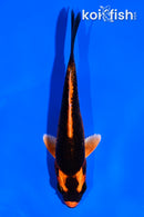 4.5" ORENJI MATSUBA
