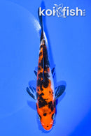 5.25" SANKE