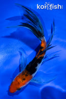 4.5" SANKE BUTTERFLY