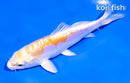 4" DOITSU LEMON HARIWAKE