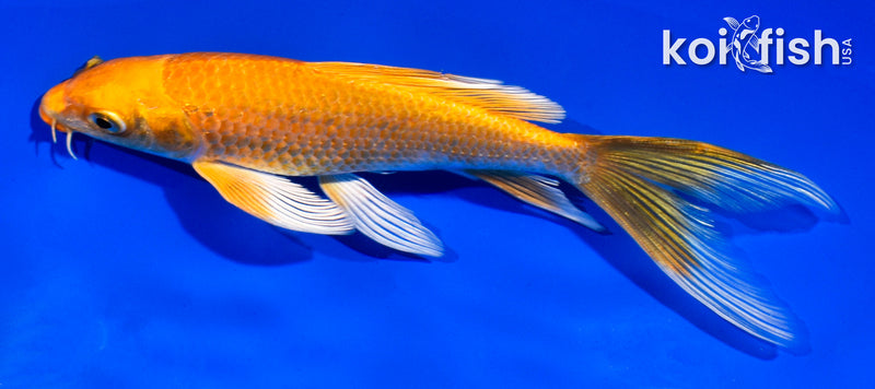 5.5" ORENJI OGON BUTTERFLY