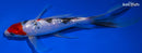 8.75" GINRIN SANKE BUTTERFLY