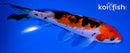 5.5" SANKE