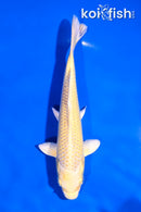5.5" YAMABUKI OGON
