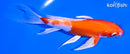 5.75" HARIWAKE BUTTERFLY