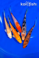 PACK OF (5) 4-4.25" STANDARD KOI