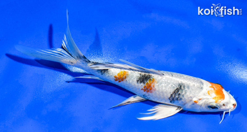 5.5" YAMATO NISHIKI BUTTERFLY