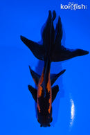 5.25" WATONAI GOLDFISH