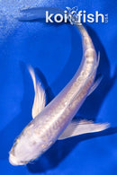 4.75" DOITSU PLATINUM OGON BUTTERFLY