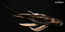 10" BENI KIKOKURYU BUTTERFLY