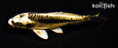 5.75" KIN KIKOKURYU