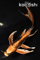 8.75" BENI KIKOKURYU BUTTERFLY