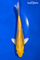 5.5" GINRIN YAMABUKI OGON