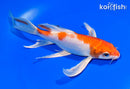 8" HARIWAKE BUTTERFLY