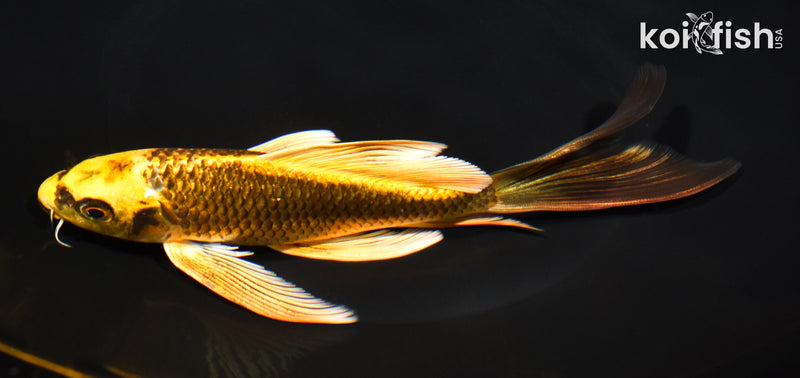 7.25" KI MATSUBA BUTTERFLY