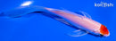 5.5" TANCHO HARIWAKE BUTTERFLY