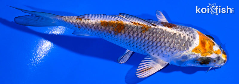 4.5" BENI GINGA