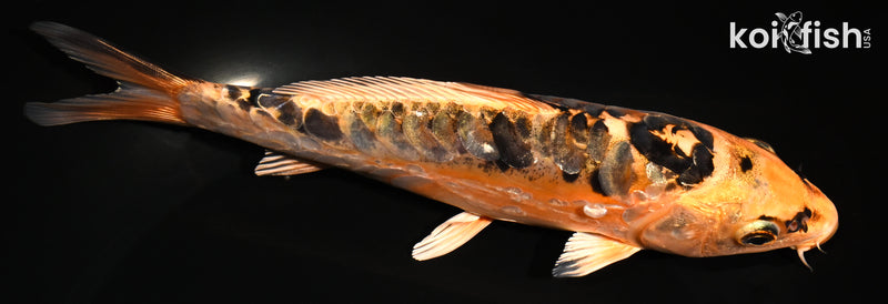 7.25" ARAGOKE ORENJI MATSUBA