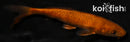 5.75" CHAGOI