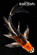 9.5" BENI GINGA BUTTERFLY
