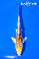 4" GINRIN KUJAKU