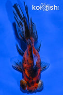 4.5" CALICO TELESCOPE FANTAIL GOLDFISH
