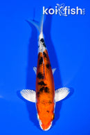 5.75" HEISEI NISHIKI