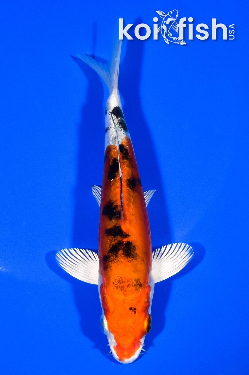 5.75" HEISEI NISHIKI