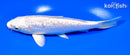 6.75" GINRIN PLATINUM OGON