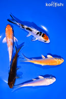 PACK OF (5) 4-5" STANDARD KOI