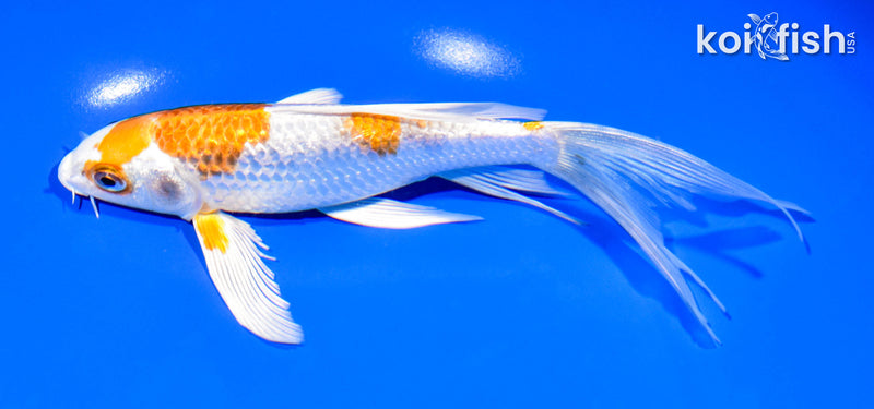 7.25" GINRIN HARIWAKE BUTTERFLY