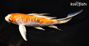 6.75" KIKUSUI BUTTERFLY