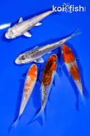 PACK OF (5) 3.5"- 3.75" STANDARD KOI