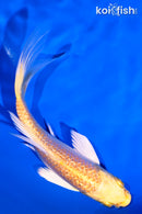 5.5" GINRIN YAMABUKI OGON BUTTERFLY