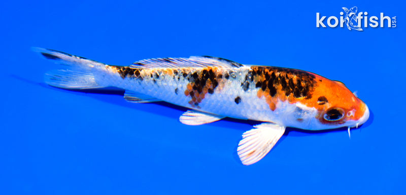5.25" GINRIN YAMATO NISHIKI