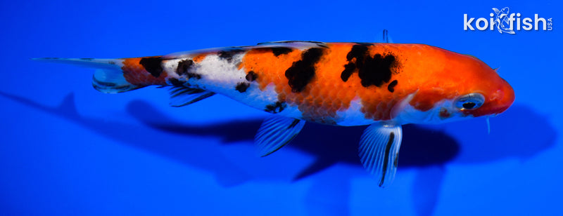 5.75" SANKE