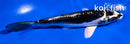 5.5" KIKOKURYU