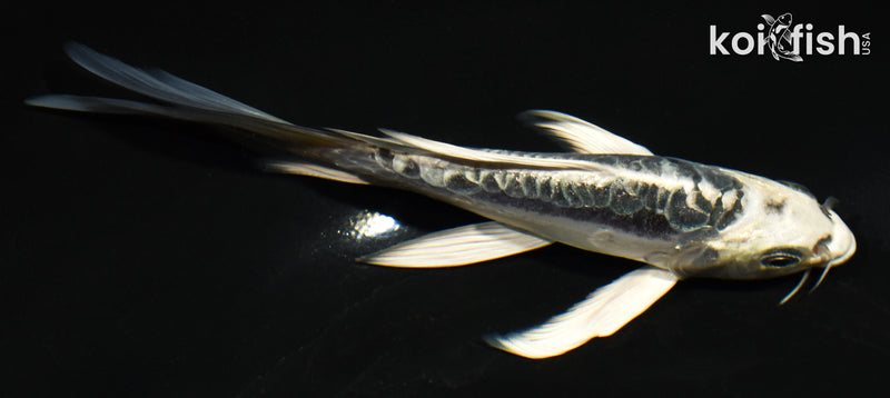 6" ARAGOKE KIKOKURYU BUTTERFLY