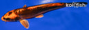 6.5" BENI KIKOKURYU