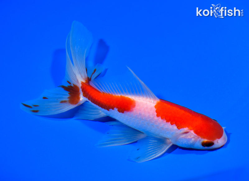 5.75" SARASA WATONAI GOLDFISH