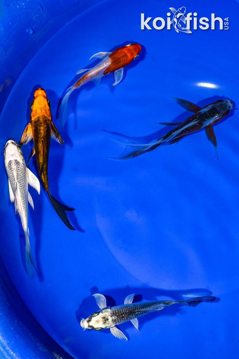 PACK OF (5) 3-4" BUTTERFLY KOI