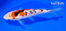 7" GINRIN SANKE
