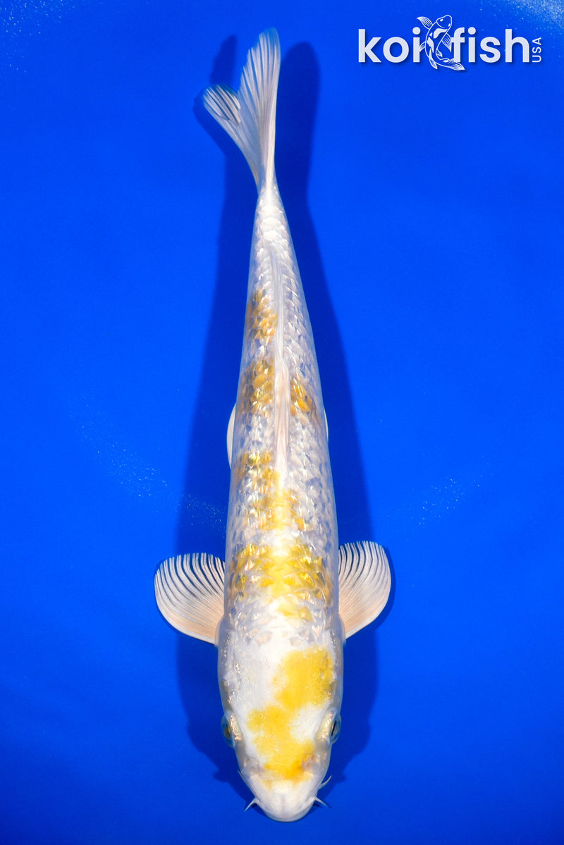 11" GINRIN HARIWAKE