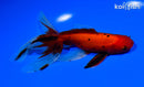 5.75" WATONAI GOLDFISH