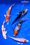PACK OF (5) 4-5" STANDARD KOI