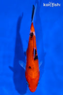 5.5" AKA SANKE