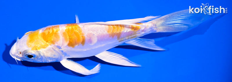 5.75" DOITSU HARIWAKE BUTTERFLY