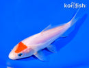 5.75" DOITSU TANCHO KOHAKU