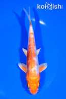 6.5" ARAGOKE KIKUSUI