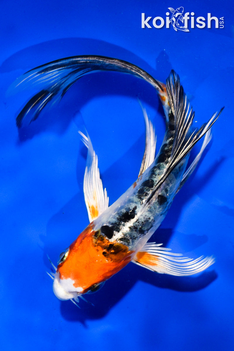 5.5" ARAGOKE HEISEI NISHIKI BUTTERFLY